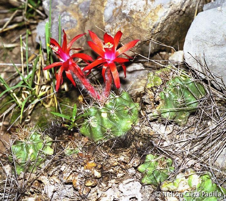 Matucana krahnii v. calliantha KK758, Montevideo, Peru ®Nelson Cieza Padilla